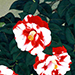 Rieko Morita Gallery